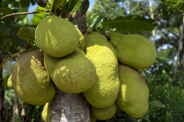 Jackfruit - Tajemnice egzotycznego owocu w roślinnej diecie